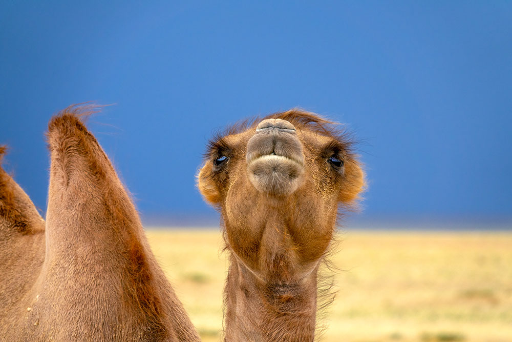 A Bactrian Camel in the Mongolian Steppe.